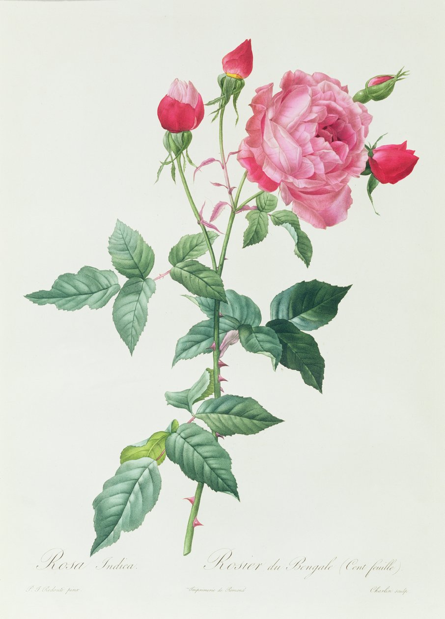 Indica rosa av Pierre Joseph Redouté