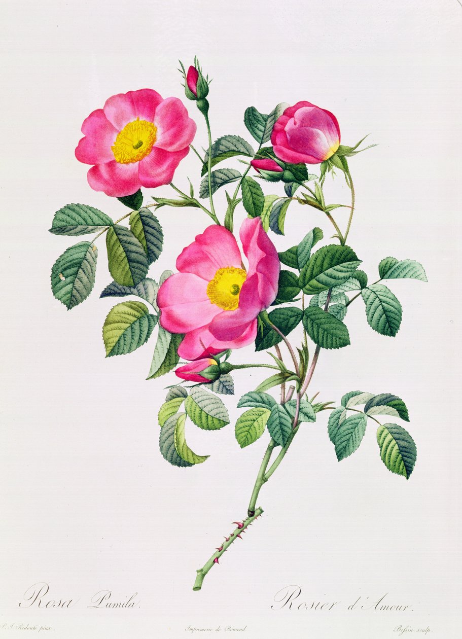 Rosa lumila av Pierre Joseph Redouté