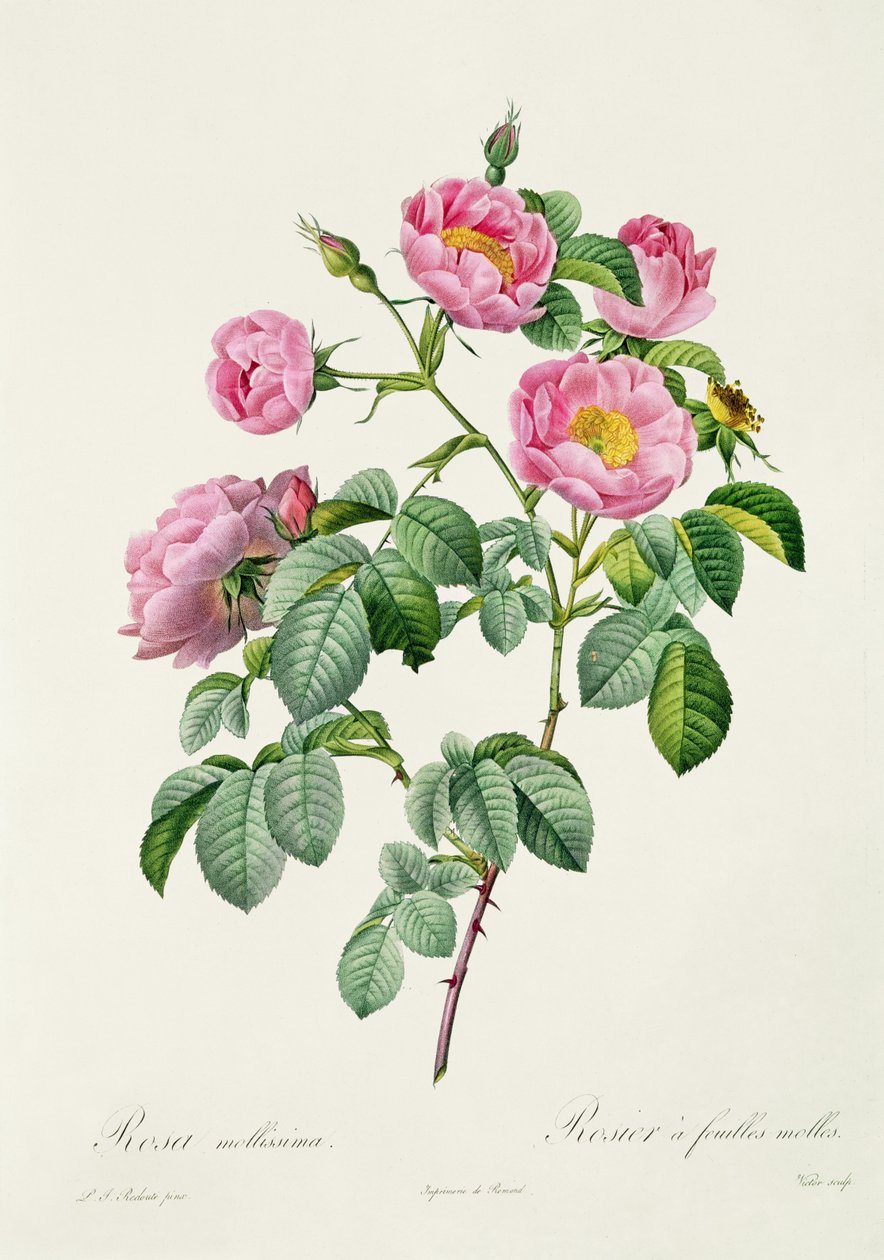 Rosa Mollissima, från 