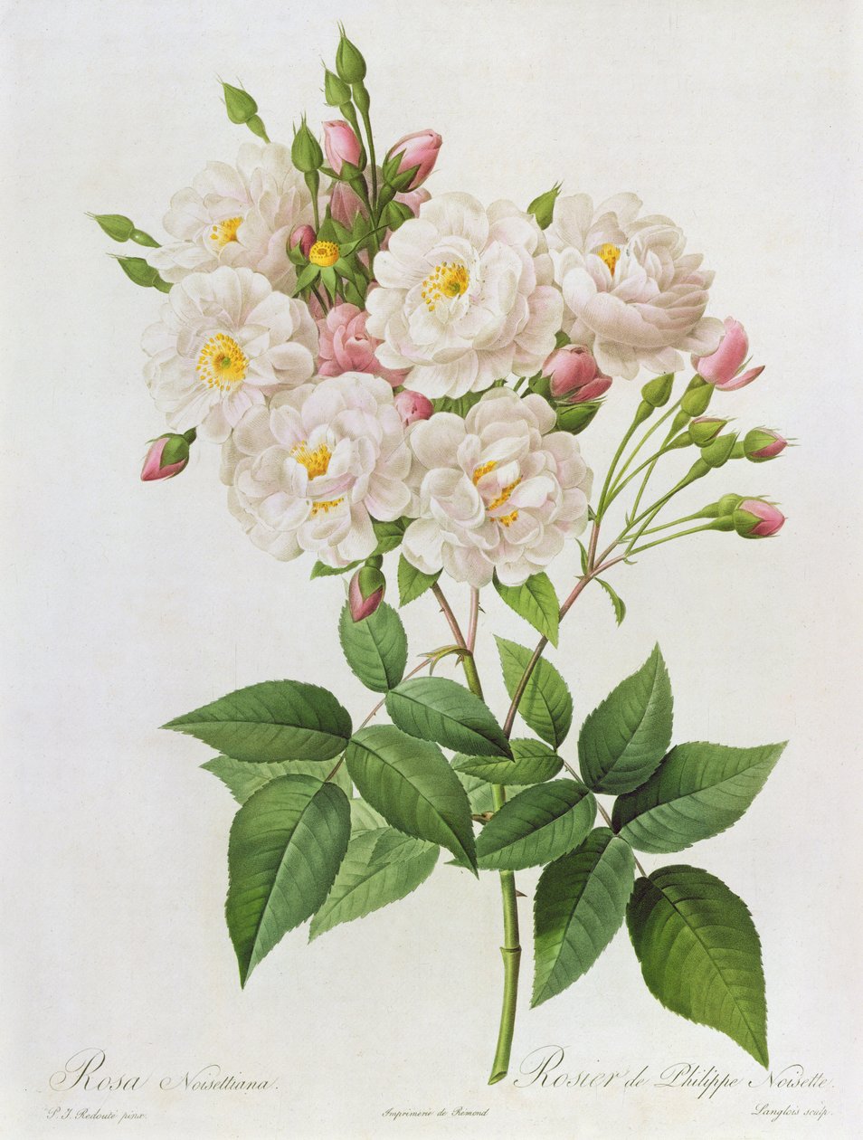 Rosa Noisettiana, från Les Roses, 1800-tal 9 färgad gravyr) av Pierre Joseph Redouté
