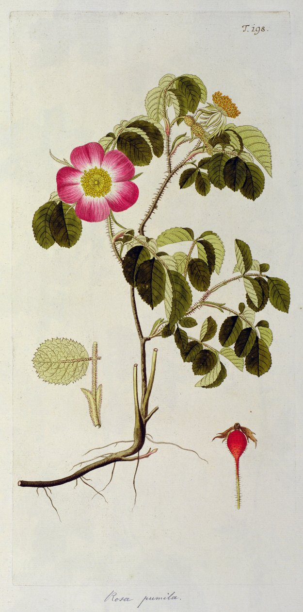 Rosa Pumila, från 