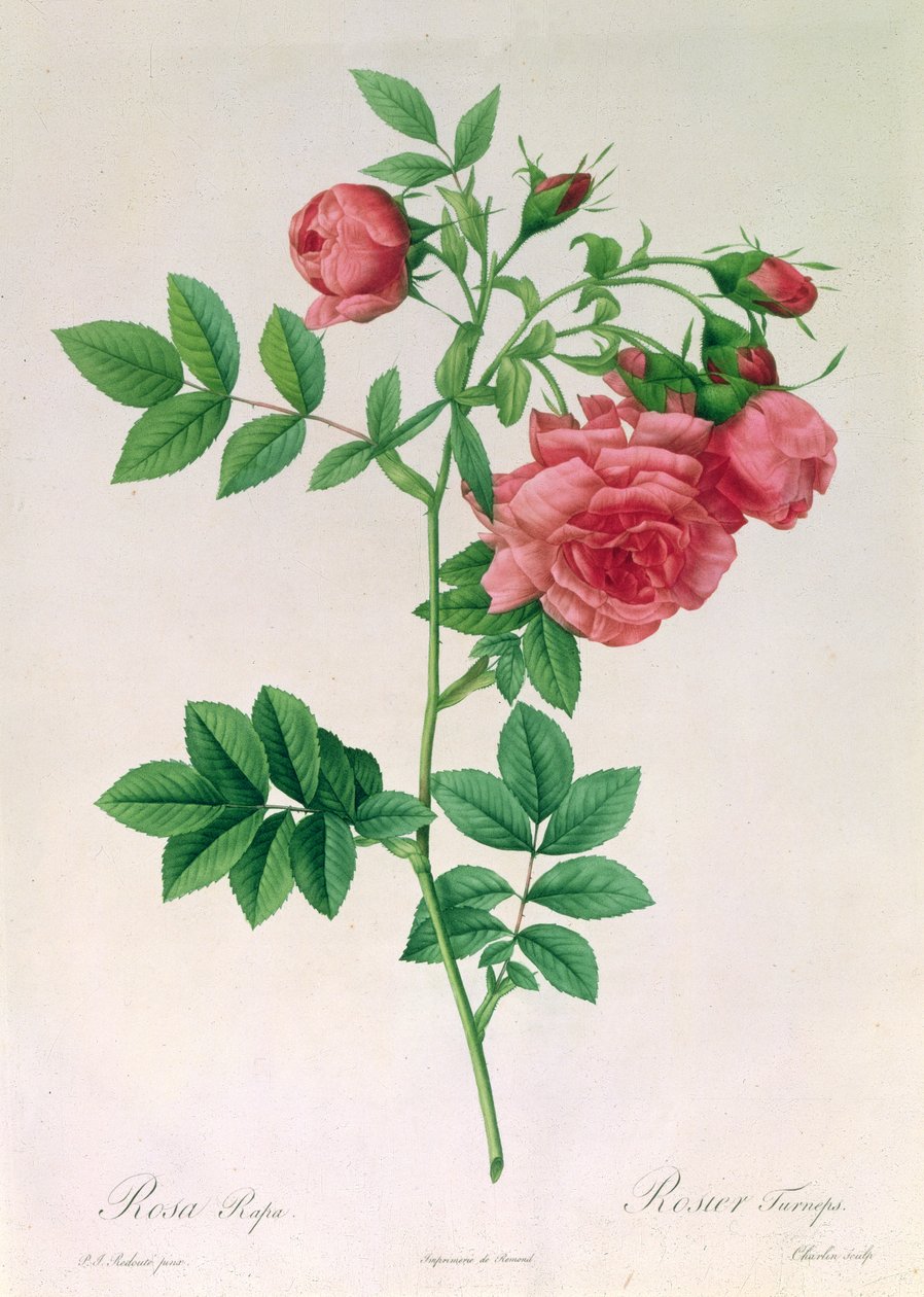 Rosa Rapa av Pierre Joseph Redouté