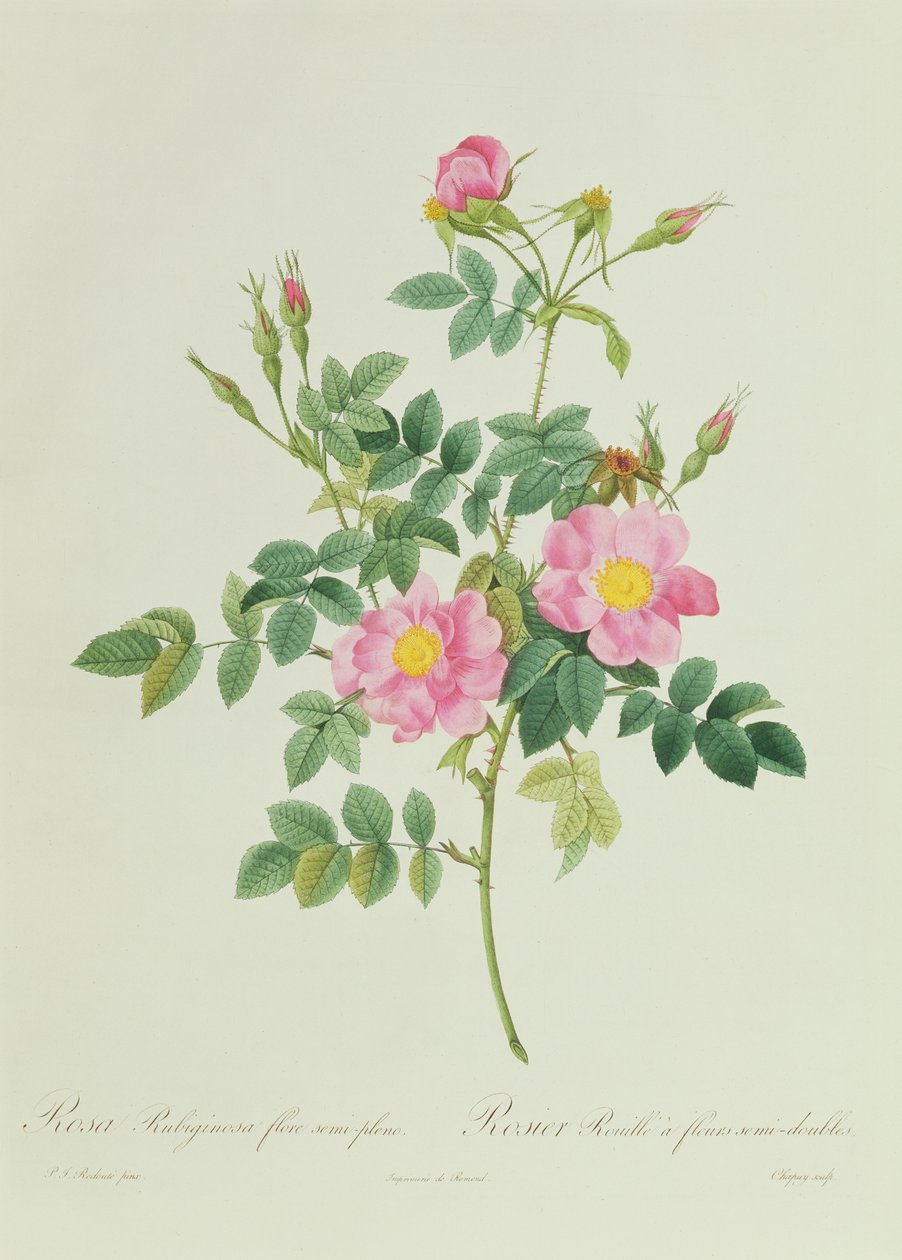Rosa Rubiginosa halvfull blomma av Pierre Joseph Redouté