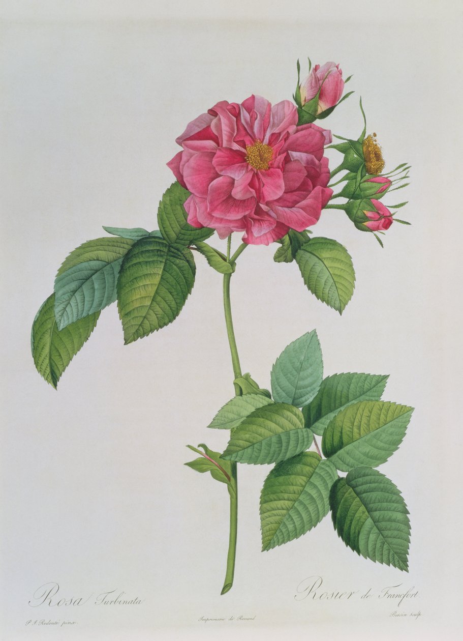 Rosa Turbinata, från, Les Roses