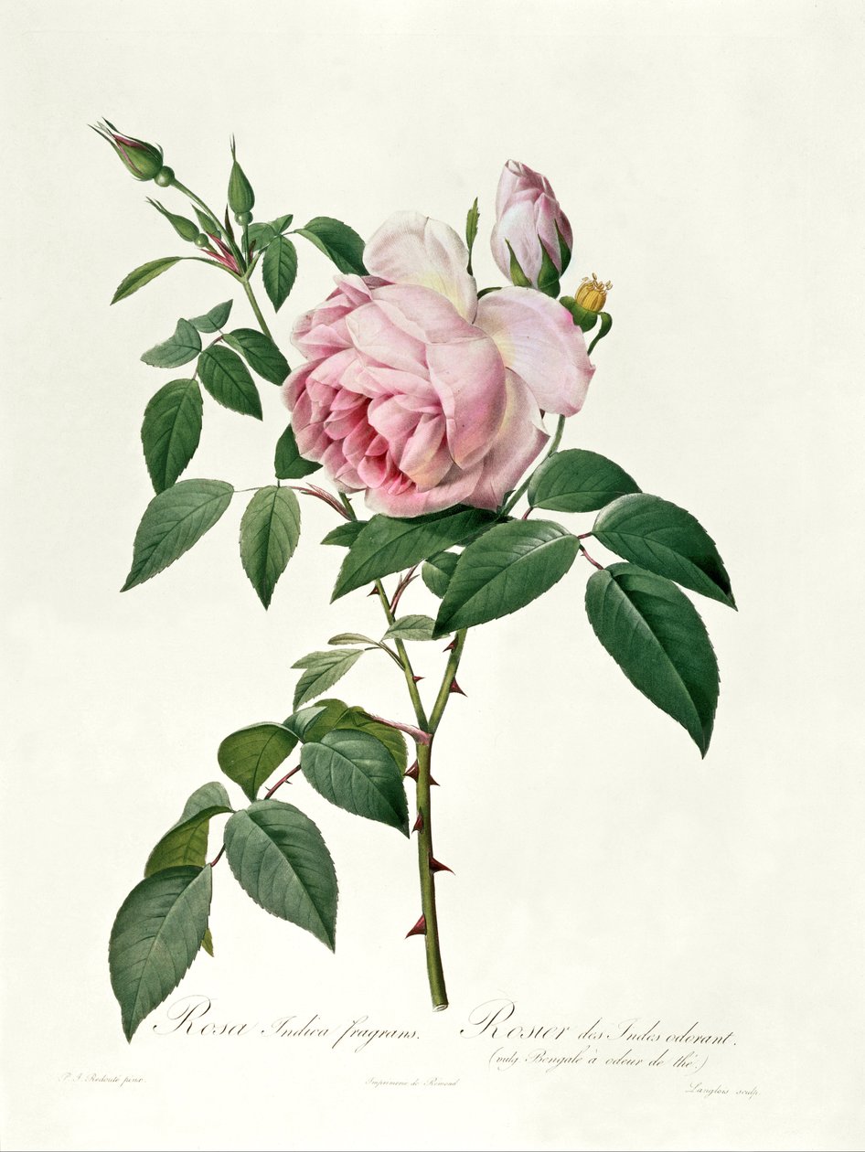 Rosa chinensis och Rosa gigantea, från 
