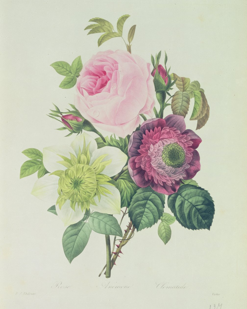 Rose, anemone och Clematide, från 