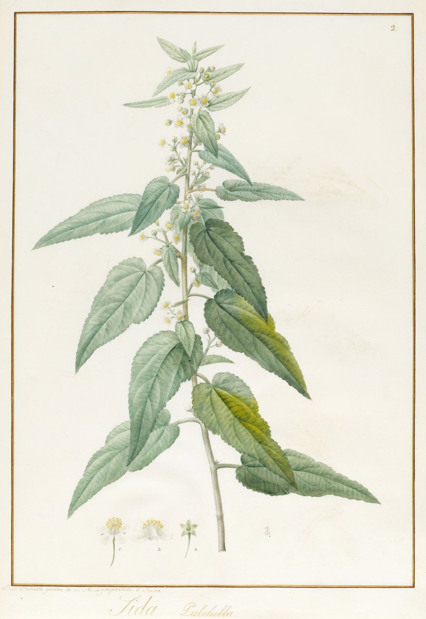 Sida Pulchella (grafit och wc på pergament) av Pierre Joseph Redouté