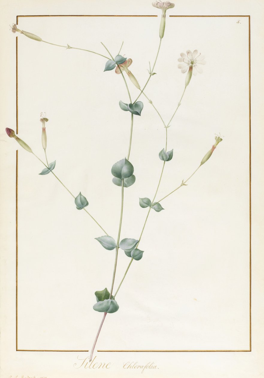 Silene Chloraefolia, 1810 (wc och kroppsfärg över grafit på veläng) av Pierre Joseph Redouté