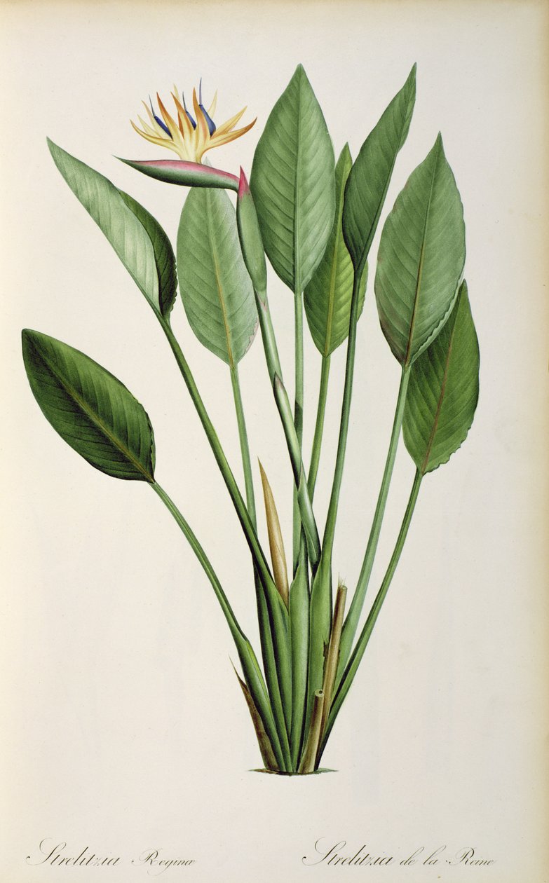 Strelitzia Reginae, från 