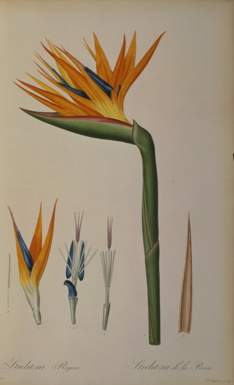 Queen Strelitzia, från "Les Strelitziacees" av Pierre Joseph Redouté
