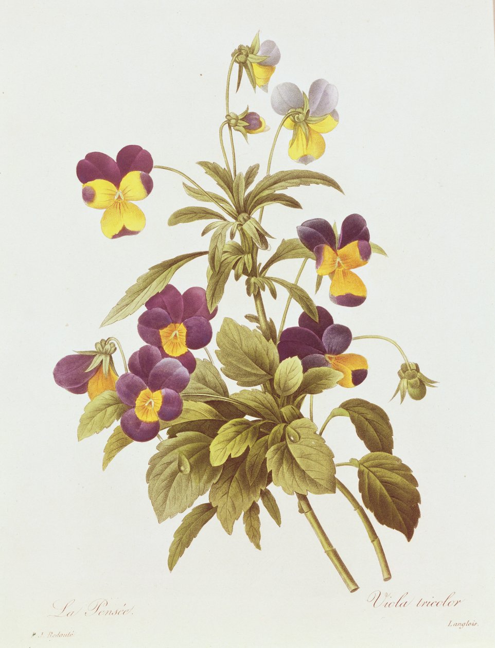 Viola Tricolor (farvegravering) swed av Pierre Joseph Redouté