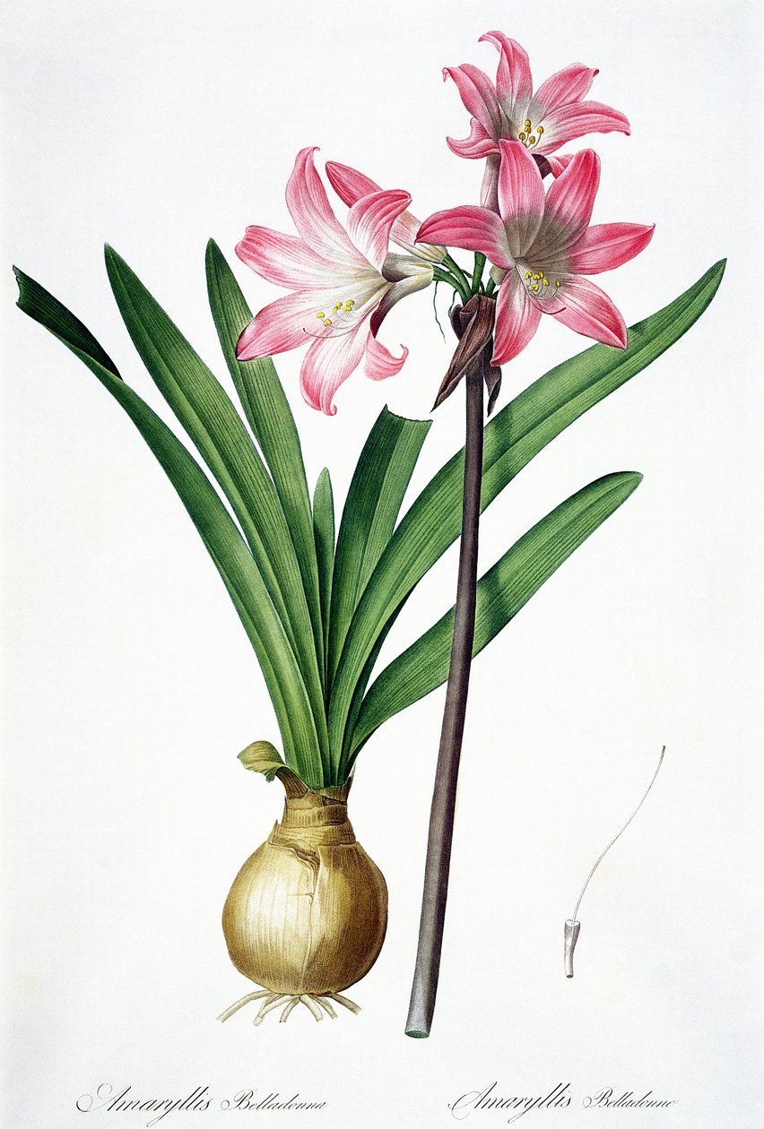 Amaryllis Belladonna, från 
