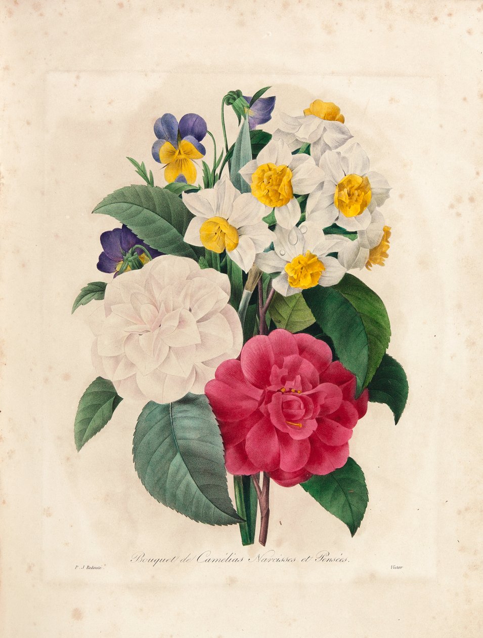 Bukett av kamelia, narcisser och penséer, graverad av Victor, från "Val av de vackraste blommorna och de vackraste frukterna", Vol. I, 1827-33 av Pierre Joseph Redouté