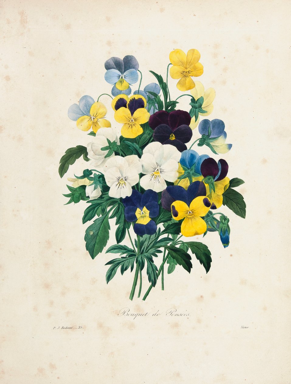 Bukett penséer, graverad av Victor, från "Val av de vackraste blommorna och de vackraste frukterna", Vol. I, 1827-33 av Pierre Joseph Redouté