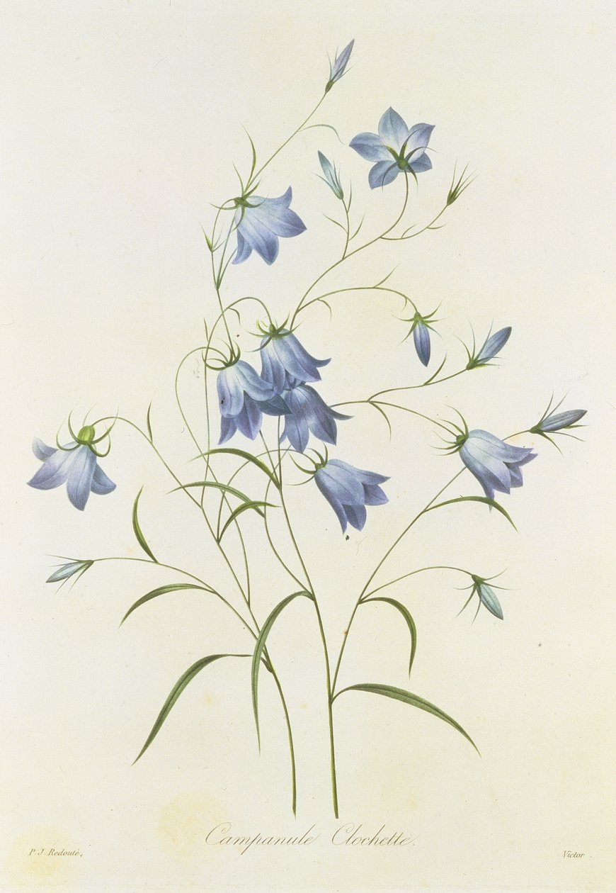 Campanula, graverad av Victor, från "Choice of the Most Beautiful Flowers", 1827-33 av Pierre Joseph Redouté
