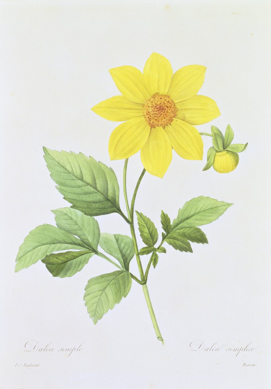 Dalea simplex, graverad av Bessin, från "Choix des Plus Belles Fleurs", 1827-33 av Pierre Joseph Redouté