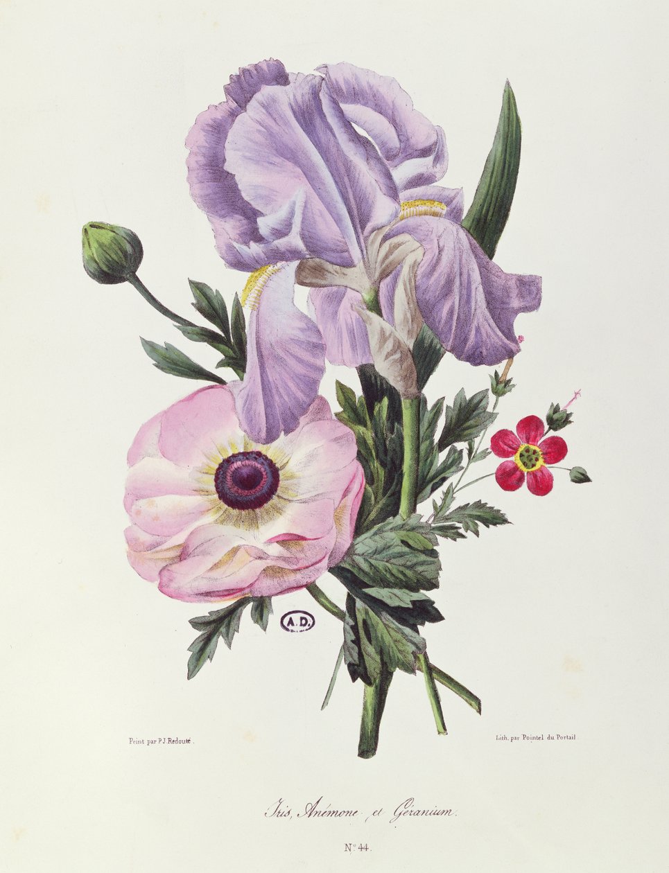Iris, anemone och pelargon, graverad av Pointel du Portail, ca 1830 av Pierre Joseph Redouté