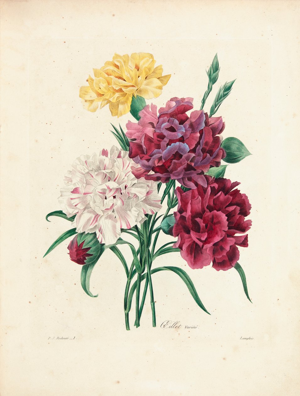 Nejlikor, graverade av Langlois, från "Val av de vackraste blommorna och de vackraste frukterna", Vol. I, 1827-33 av Pierre Joseph Redouté