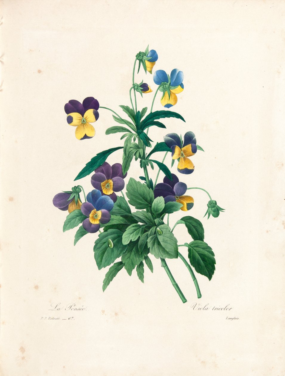 Pensé, graverad av Langlois, från "Val av de vackraste blommorna och de vackraste frukterna", Vol. II, 1827-33 av Pierre Joseph Redouté