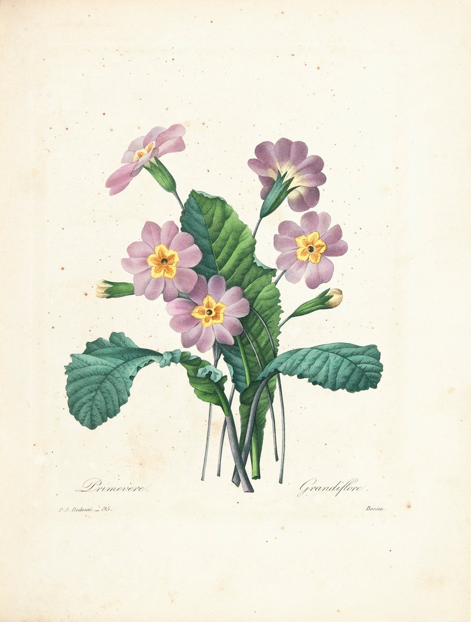 Primrose, graverad av Bessin, från 