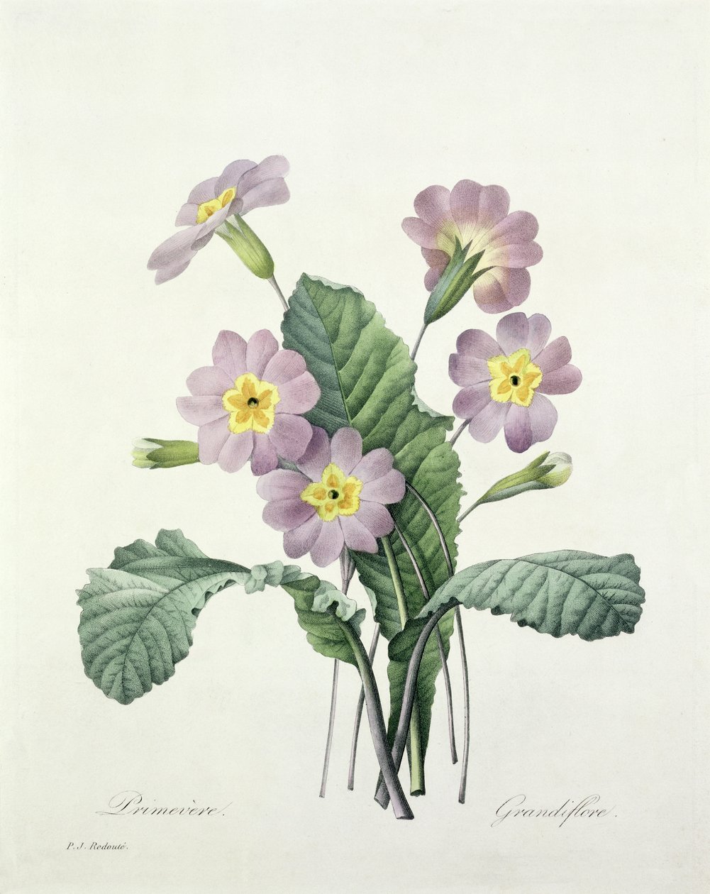 Primula (Primula), graverad av Bessin, från "Choix des Plus Belles Fleurs", 1827 av Pierre Joseph Redouté
