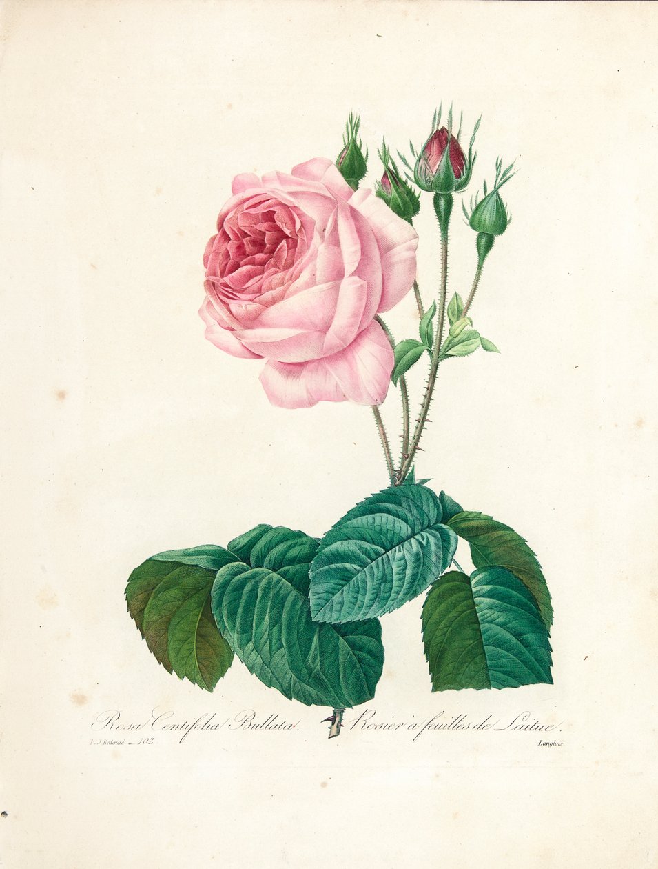 Rosa Centifolia Bullata, graverad av Langlois, från "Choix des Plus Belles Fleurs et des Plus Beaux Fruits", Vol. I, 1827-33. av Pierre Joseph Redouté