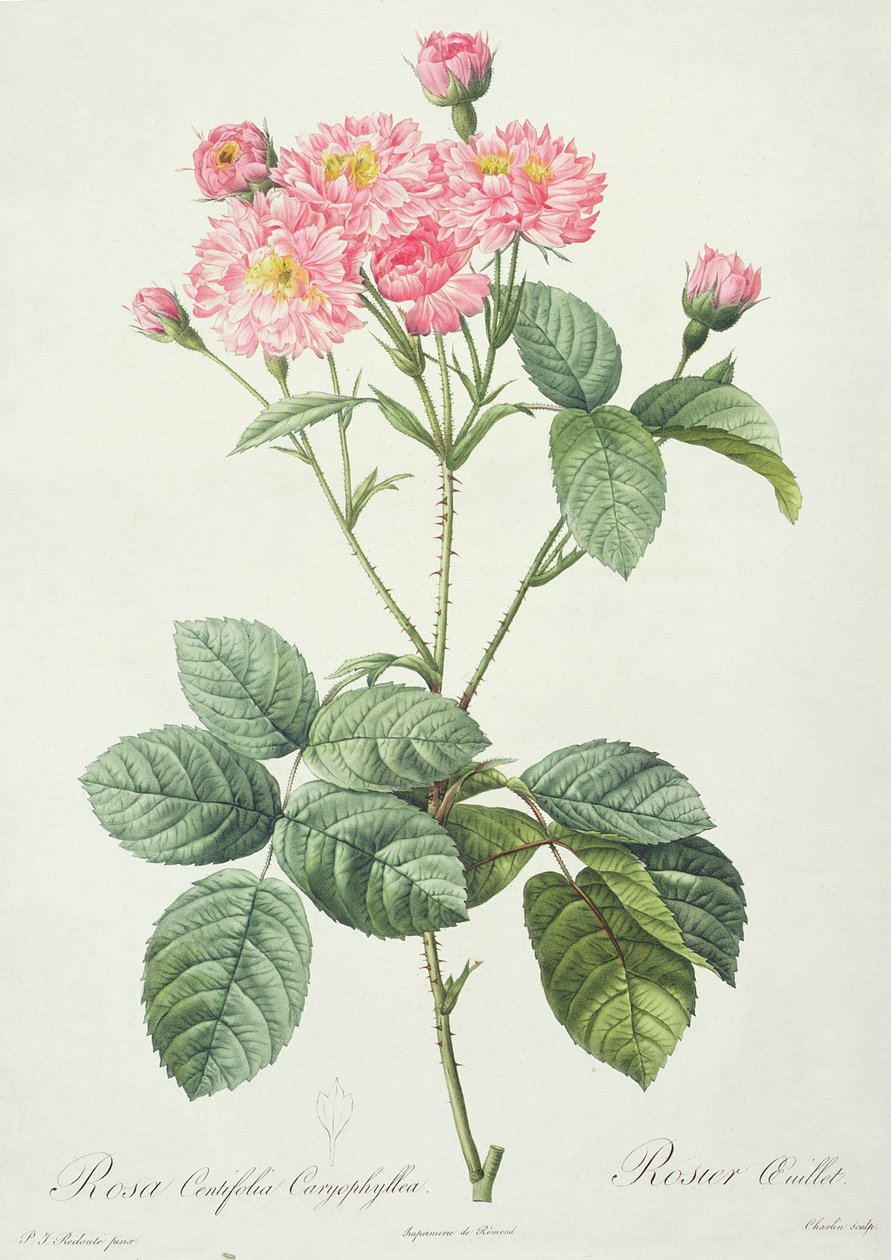 Rosa Centifolia Caryophyllea, graverad av Charlin, utgiven av Remond av Pierre Joseph Redouté