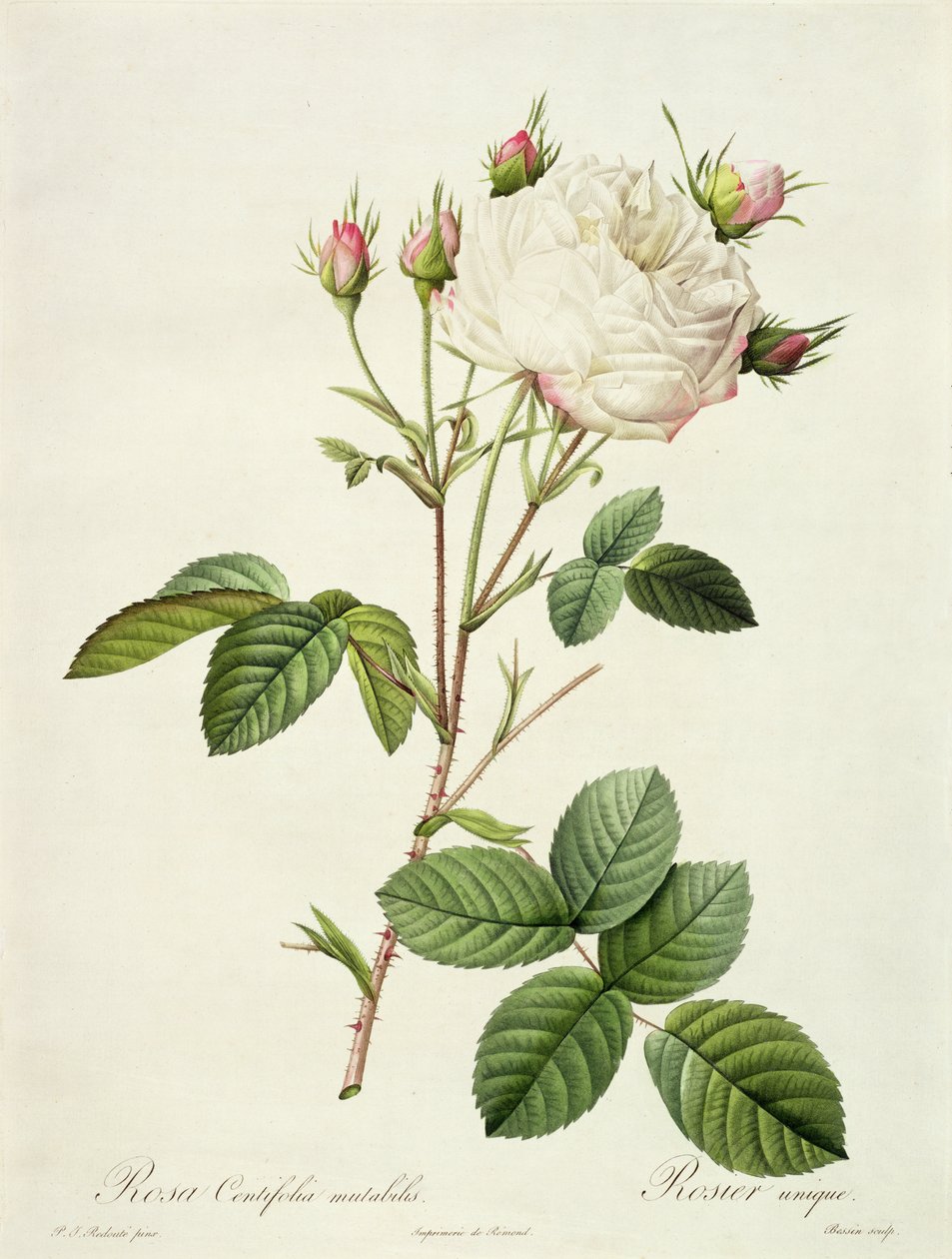 Rosa Centifolia Mutabilis, graverad av Bessin, utgiven av Remond. av Pierre Joseph Redouté