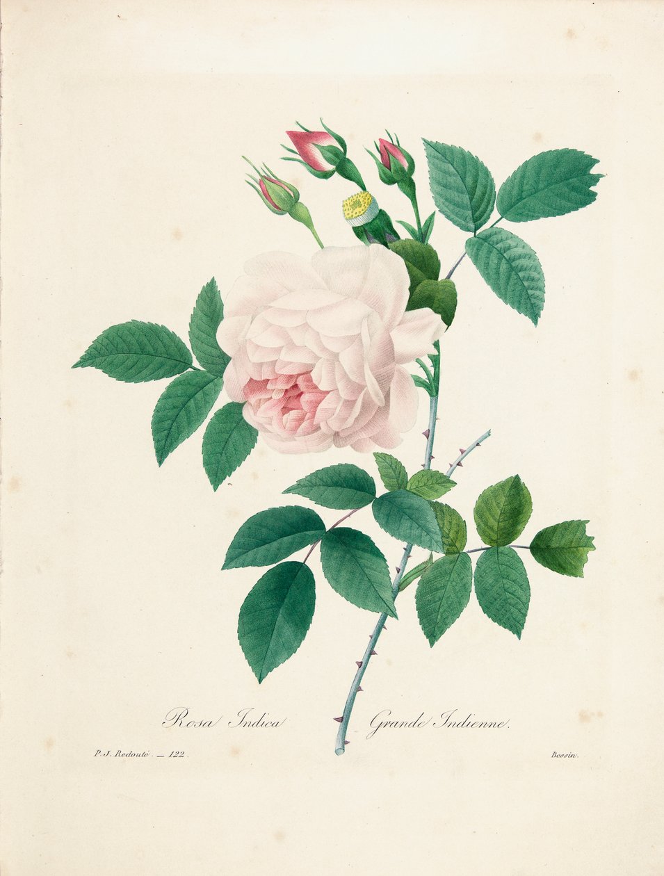 Rosa Indica, graverad av Bessin, från "Val av de vackraste blommorna och de vackraste frukterna", Vol. I, 1827-33 av Pierre Joseph Redouté