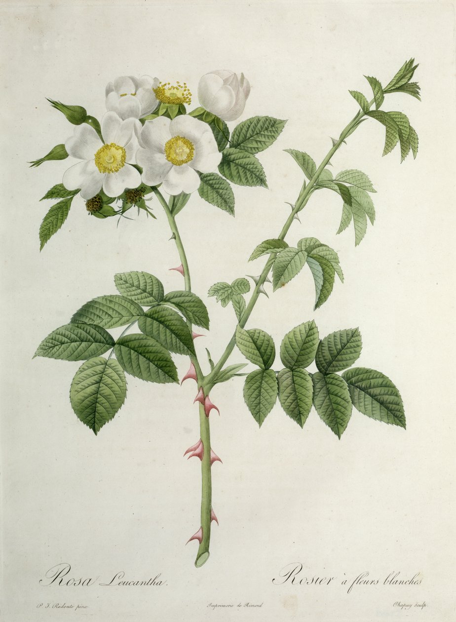 Rosa Leucantha, graverad av Chapuy, utgiven av Remond av Pierre Joseph Redouté