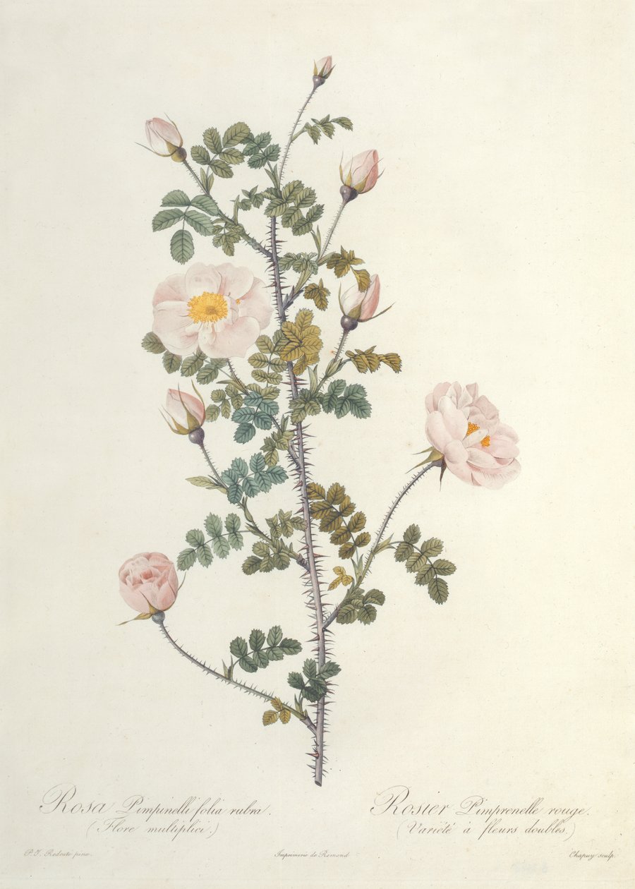 Rosa Pimpinellifolia Rubra Flore Multiplici, graverad av Chapuy, utgiven av Remond av Pierre Joseph Redouté