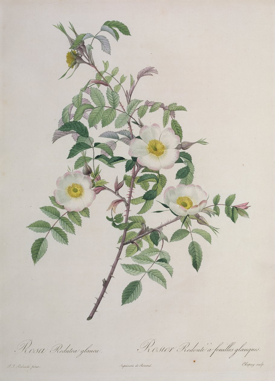 Rosa Redutea glauca, graverad av Chapuy, utgiven av Remond av Pierre Joseph Redouté