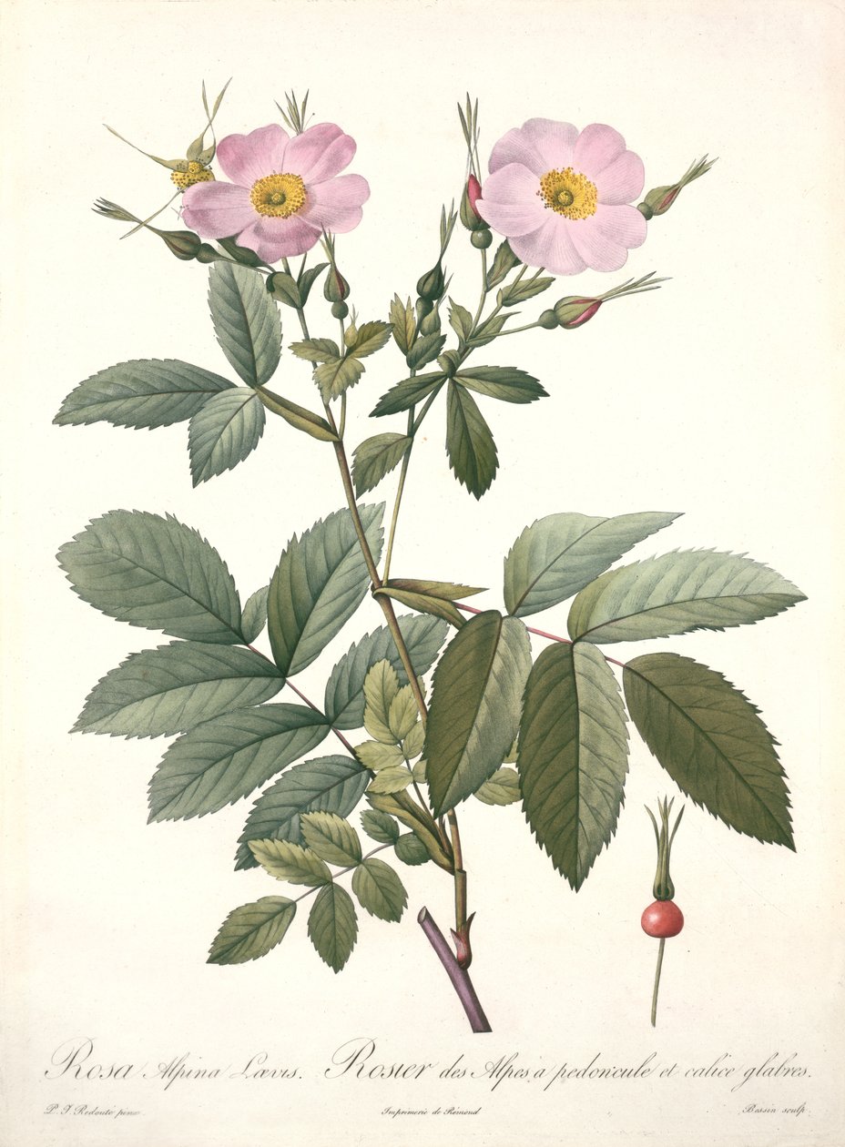 Rosa alpina laevis, graverad av Bessin, från 