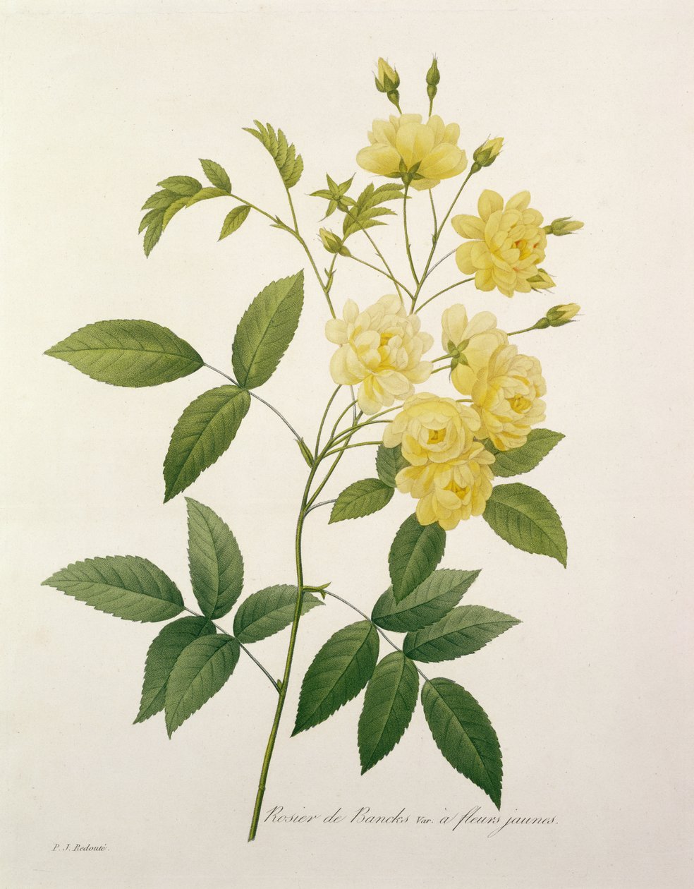 Rosa banksiae (Banks ros), från "Choice of the Most Beautiful Flowers", 1827 av Pierre Joseph Redouté