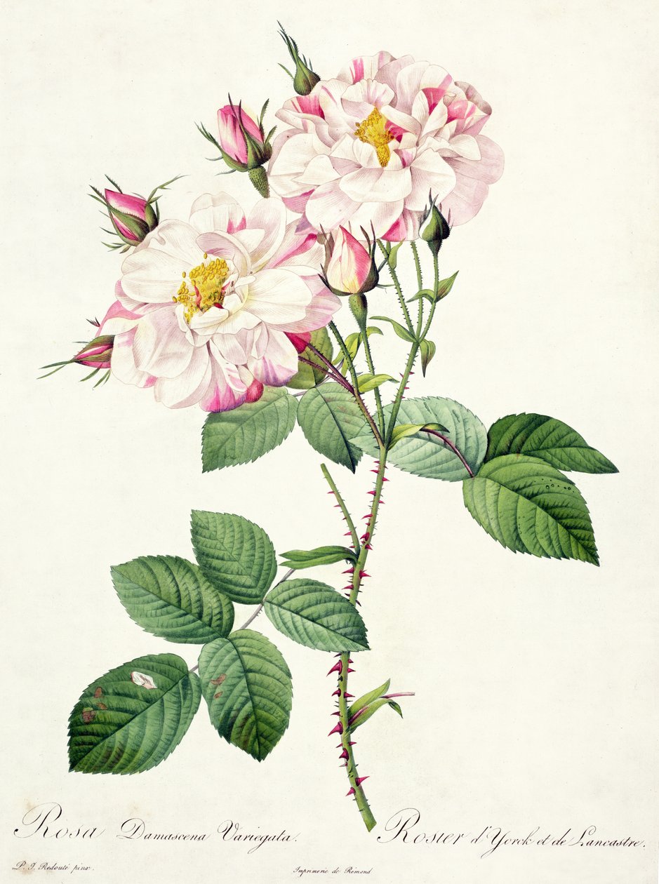 Rosa damascena variegata (York och Lancaster ros), graverad av Bessin, från 