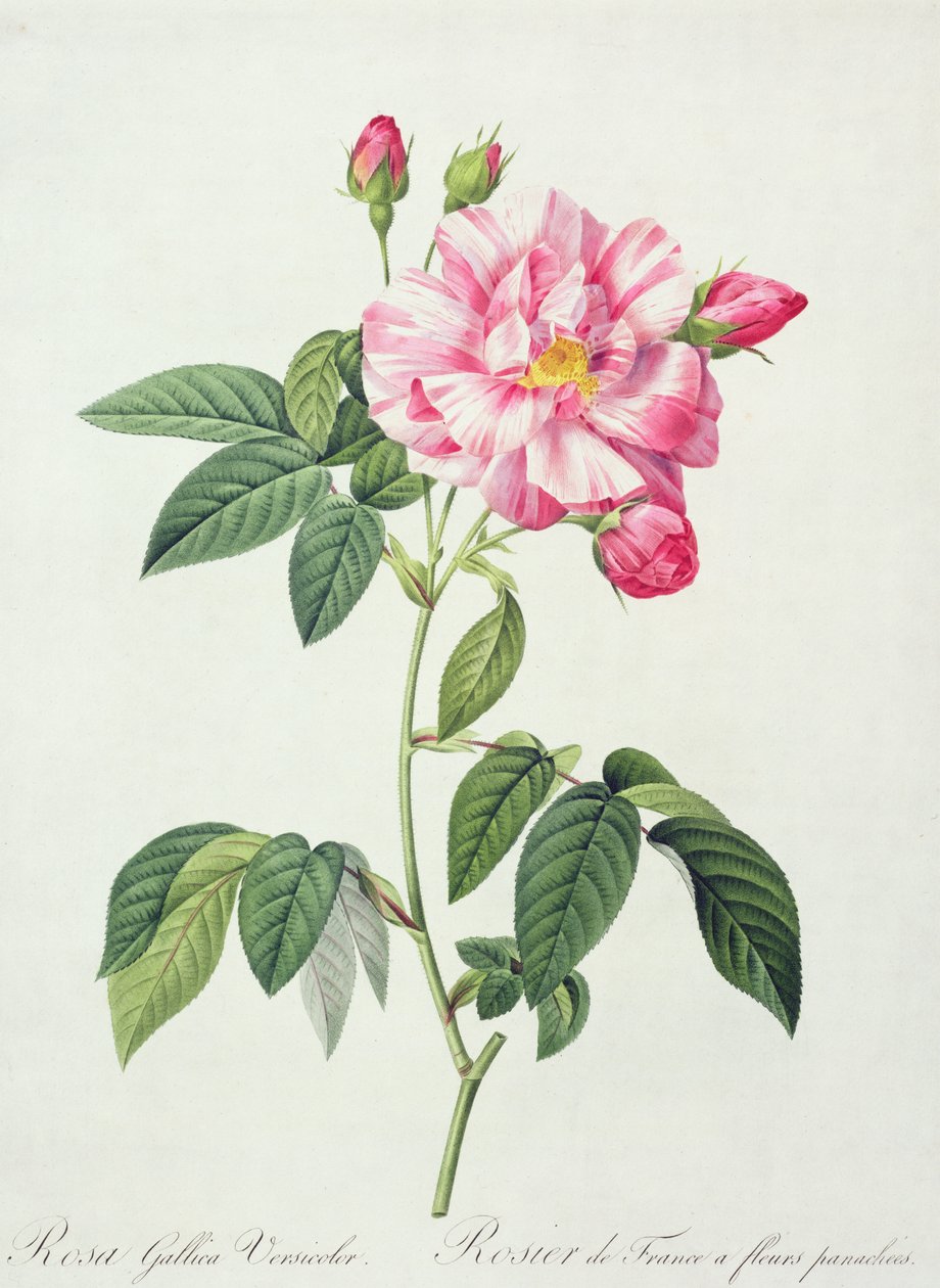 Rosa gallica versicolor (fransk ros), graverad av Langlois, från 
