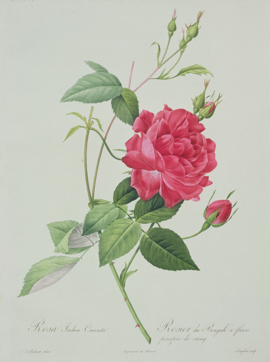 Rosa indica cruenta (blodröd bengalrosa), graverad av Langlois, från 