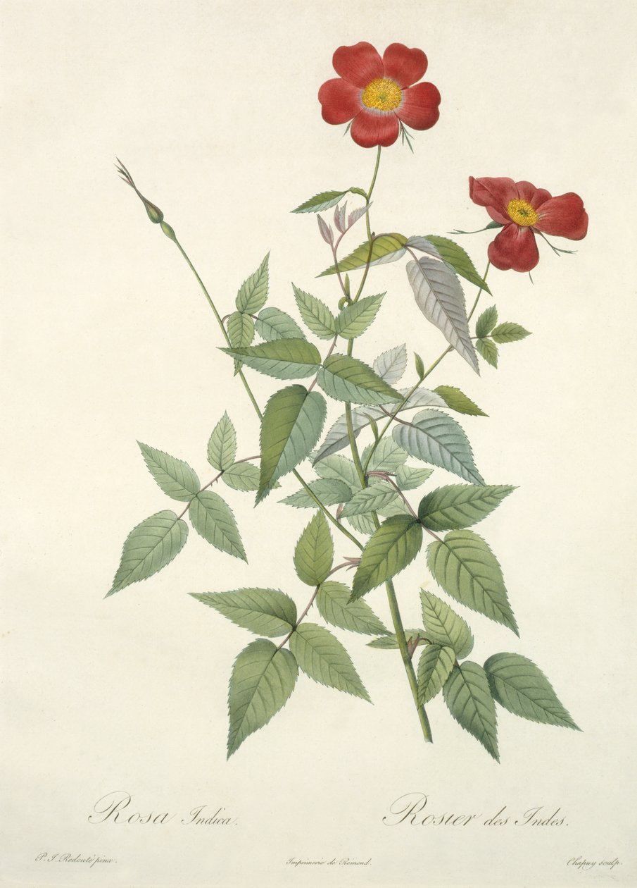 Rosa indica, graverad av Chapuy, från 
