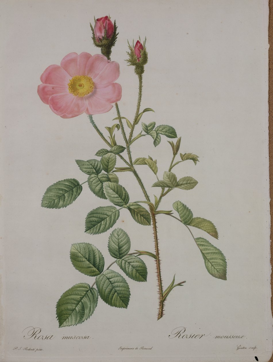 Rosa muscosa (mossaros), graverad av Gouten, från 