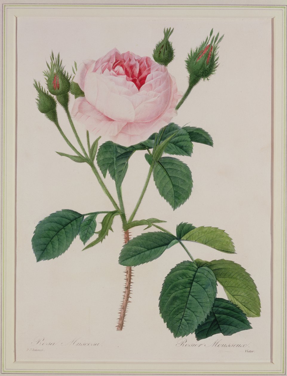 Rosa muscosa (mossrosa), graverad av Victor, från "Choix des Plus Belles Fleurs", 1827. av Pierre Joseph Redouté