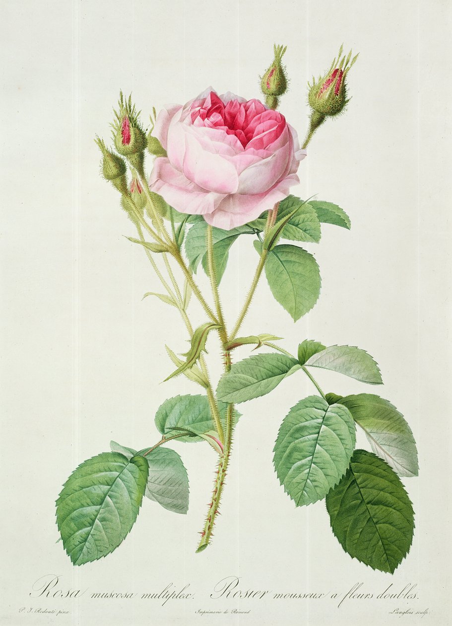 Rosa muscosa multiplex (dubbel mosros), graverad av Langlois, från 