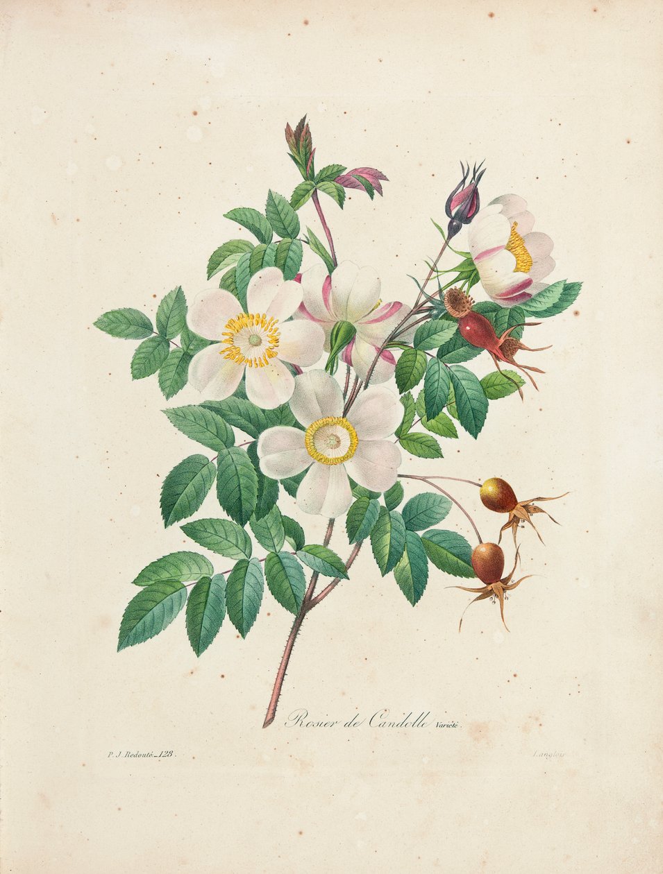 Rosier de Candolle, från "Val av de vackraste blommorna och de vackraste frukterna", vol. I, 1827-33 av Pierre Joseph Redouté
