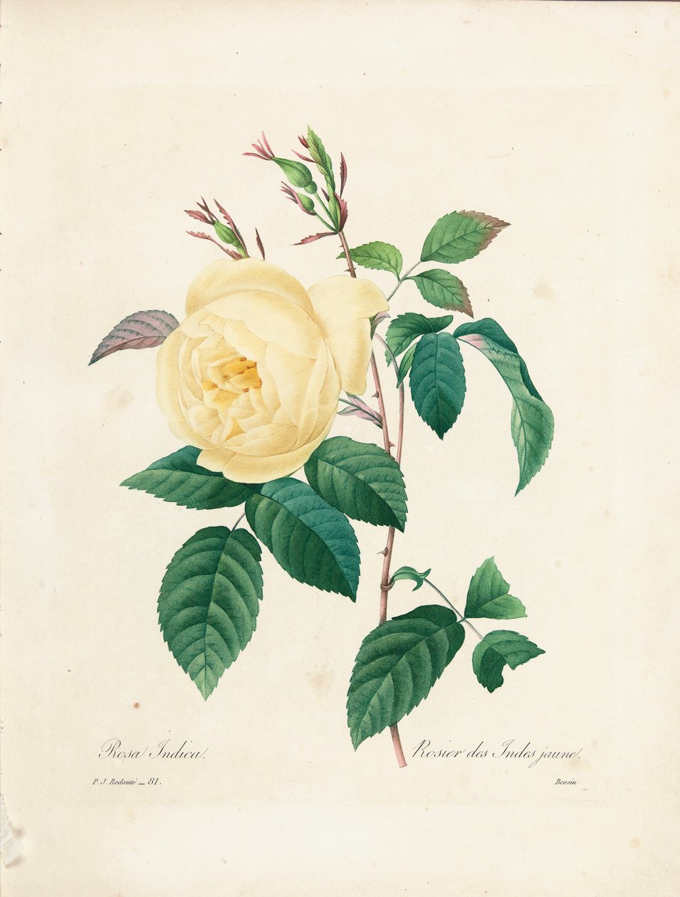 Gul Rosa Indica, graverad av Bessin, från "Val av de vackraste blommorna och de vackraste frukterna", Vol. I, 1827-33 av Pierre Joseph Redouté