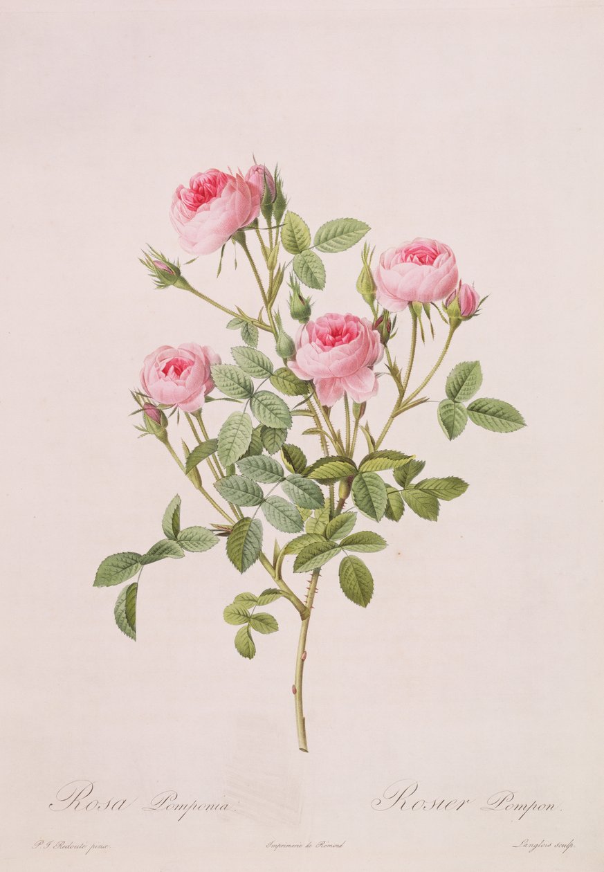 Rosa pomponia, graverad av Langlois, från Les Roses, 1817-24 (färgad akvatint) av Pierre Joseph Redouté