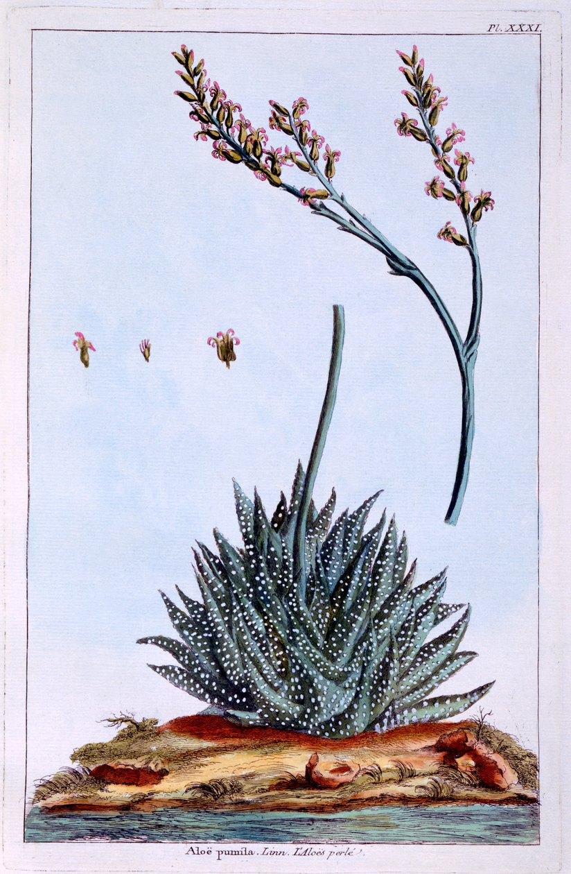 Aloe, illustration från 