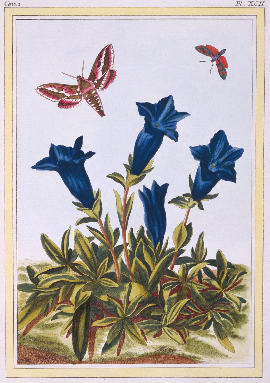Blå ensian (trumpetblomma), ca 1776 (handkolorerat gravyr) av Pierre Joseph Buchoz