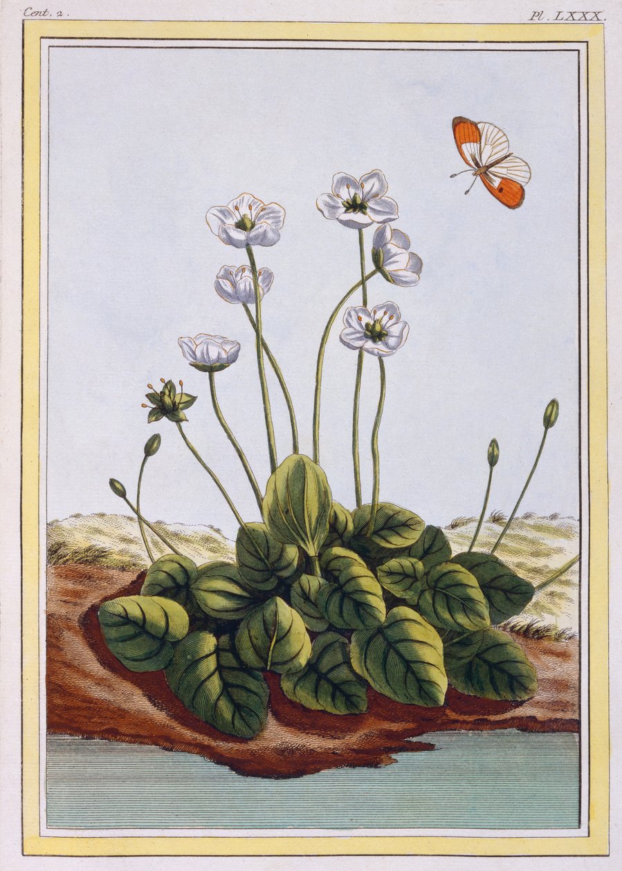 Chiendent de Parnasse (Parnassos gräs), ca 1776 (handfärgad gravyr) av Pierre Joseph Buchoz