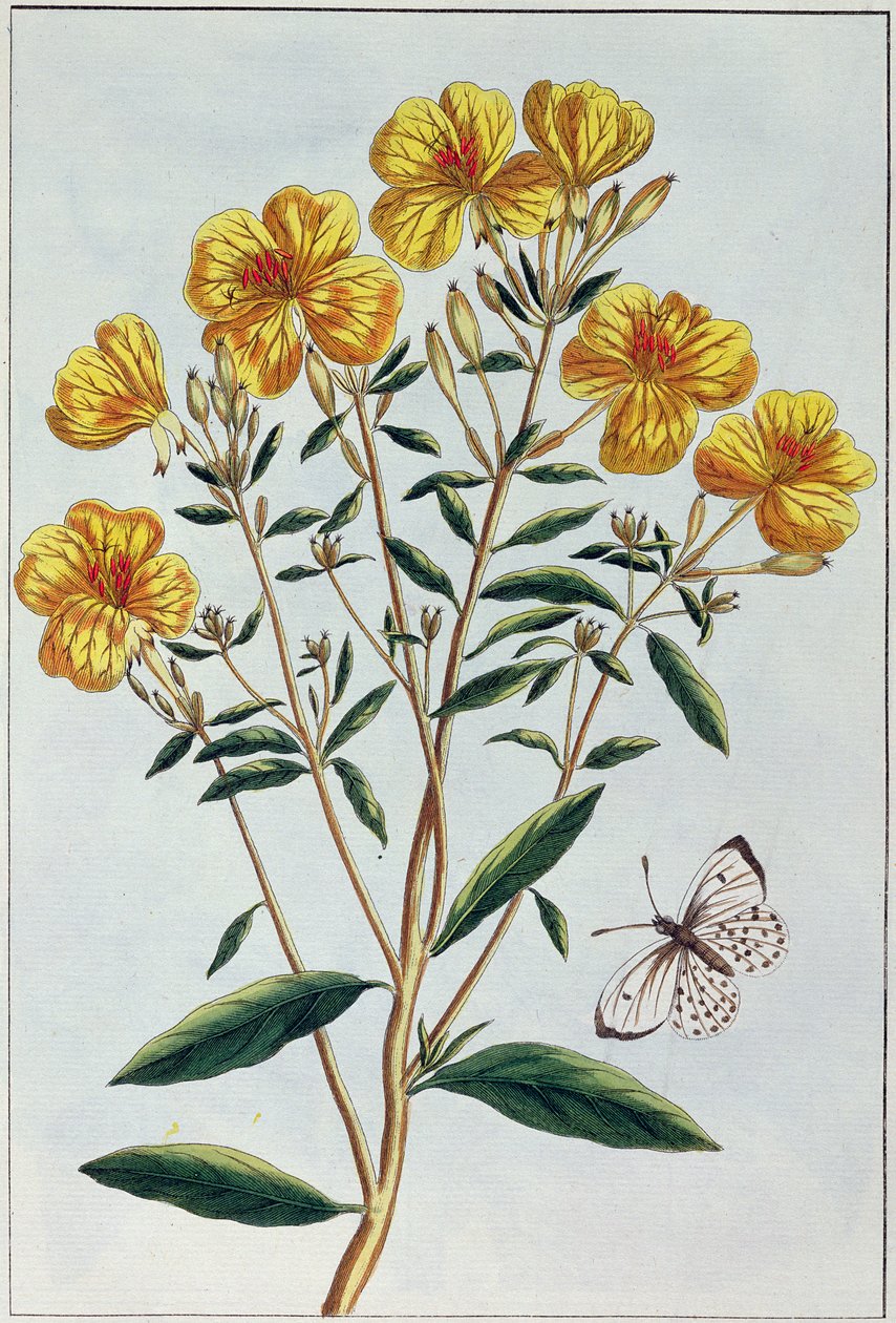 Evening Primrose, plåt 73 från 