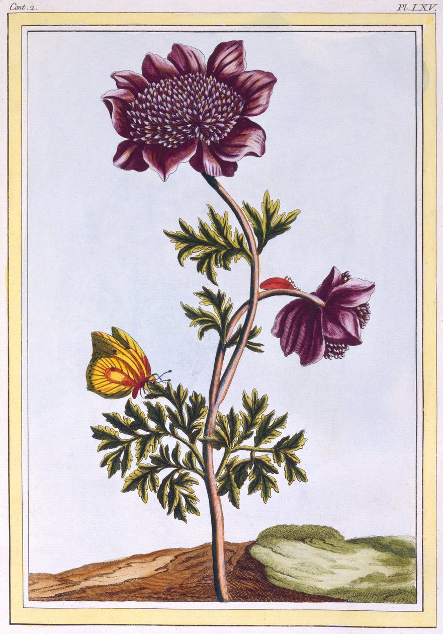 Garden Anenome (vindblomma), ca 1776 (handfärgad gravyr) av Pierre Joseph Buchoz