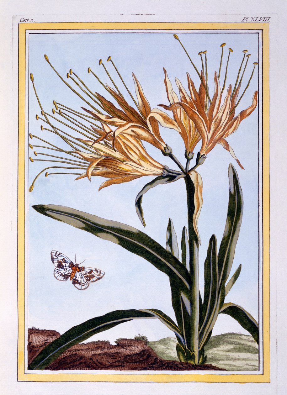 Lily, ca 1766 (handfärgad gravyr) av Pierre Joseph Buchoz